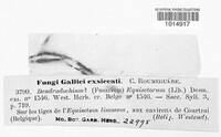 Fusarium equisetorum image